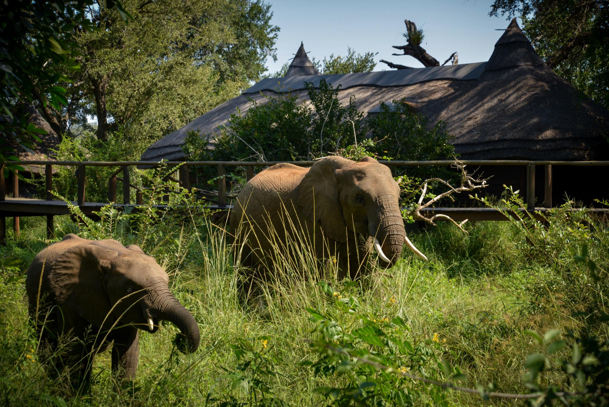 Lion Sands Narina Lodge Sabi Sand Game Reserve Exterior photo
