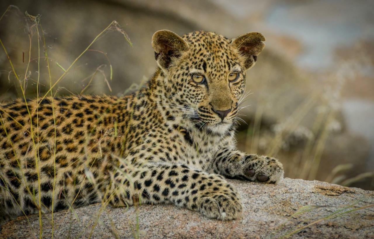 Lion Sands Narina Lodge Sabi Sand Game Reserve Exterior photo